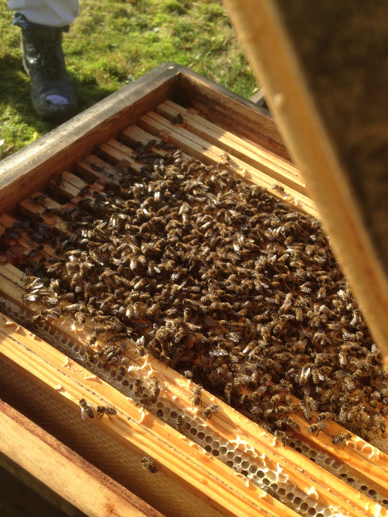 Im Winter bilden die Bienen eine Traube.