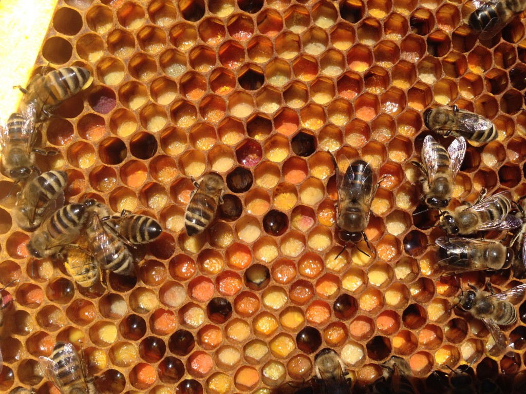 Pollen im Bienenvolk