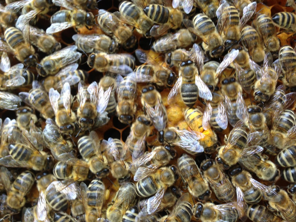 Bienen baden manchmal richtig in Pollen