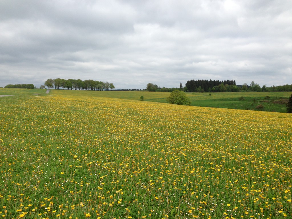 Biologisch bewirtschaftete Wiesen mit sehr viel Löwenzahn :-)