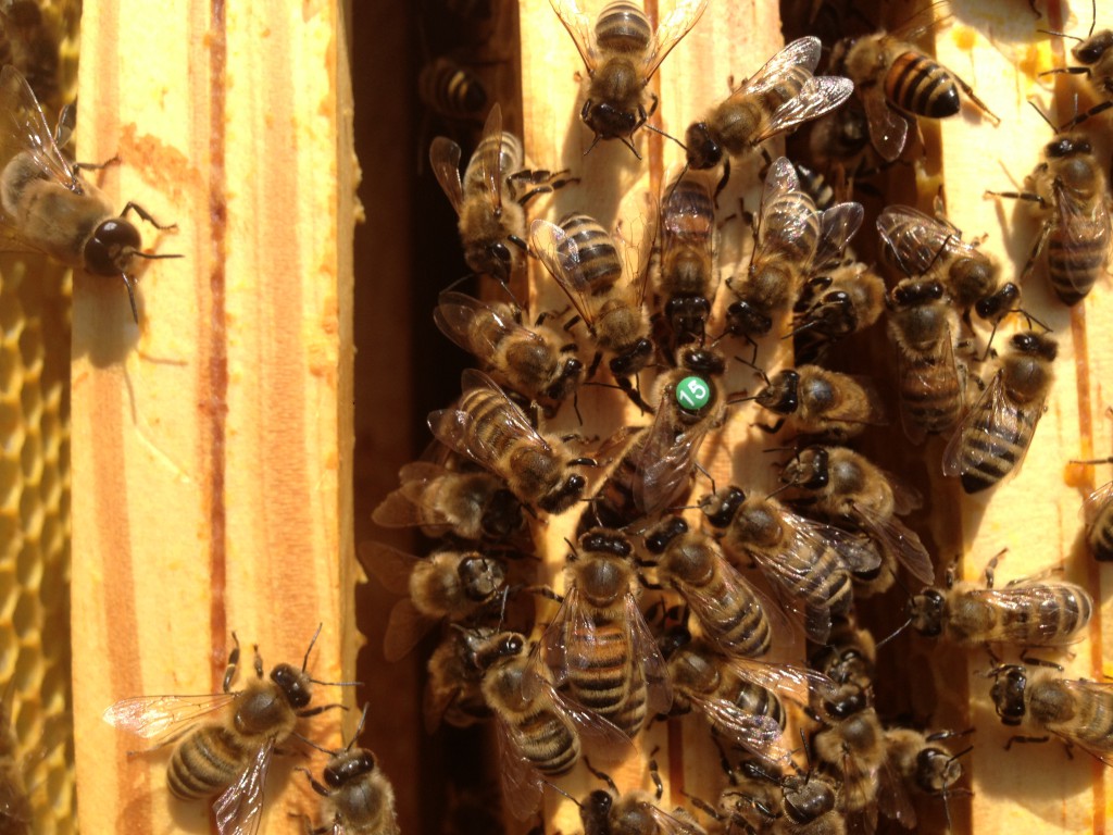 Eine Königin mit ihren Pflegebienen